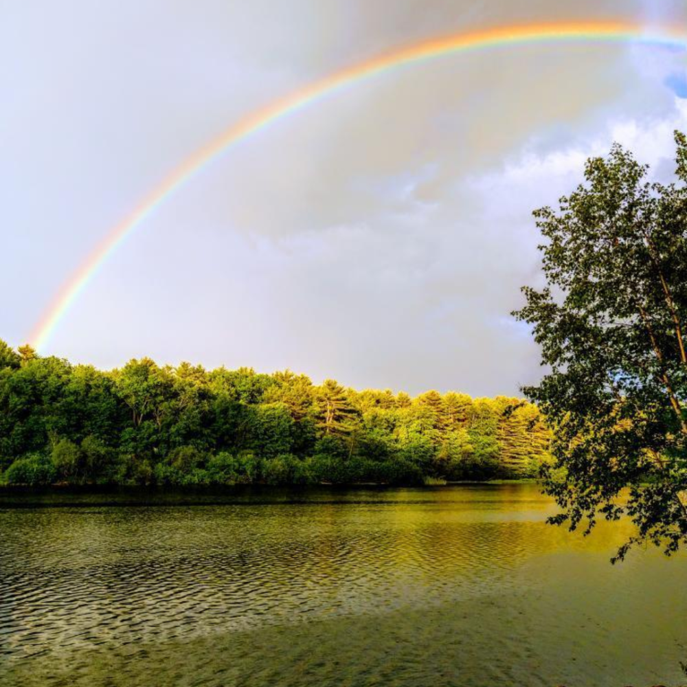Sky, rainbow and trees