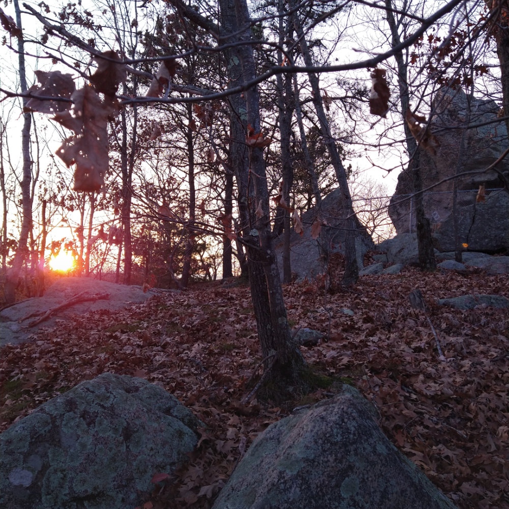 Tree, rocks, sun and leaves